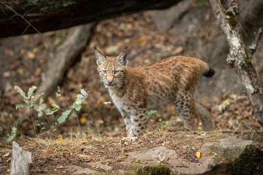 Luchs ormanda yürüyor.