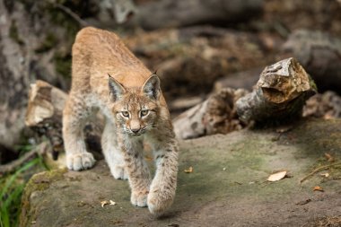 Lynx walking in the forest clipart