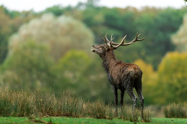 Cervo Rosso Nella Foresta Durante Stagione Carreggiata — Foto Stock