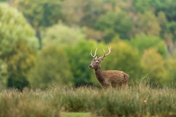 Cerf Rouge Dans Forêt Pendant Saison Des Ornières — Photo