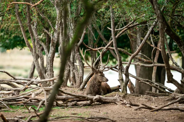 Rood Hert Het Bos Tijdens Het Bronseizoen — Stockfoto