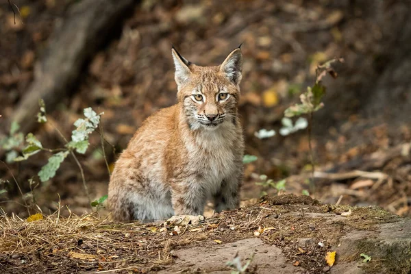 Lynx Caminando Bosque —  Fotos de Stock