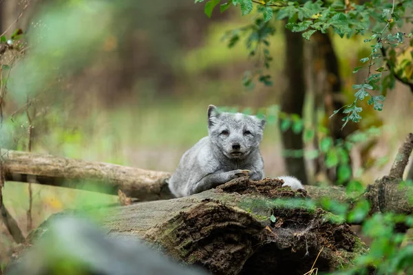 Polar Fox Zit Het Bos — Stockfoto