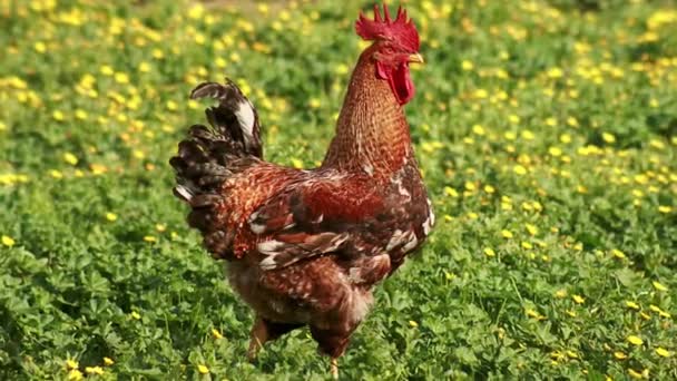 Gallo Camina Sobre Hierba Verde Paralaje Vídeo Foto — Vídeos de Stock