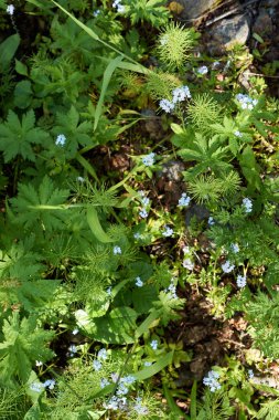 Bitkilerle kaplı kara yüzeyinin doğrudan üst görüntüsü.