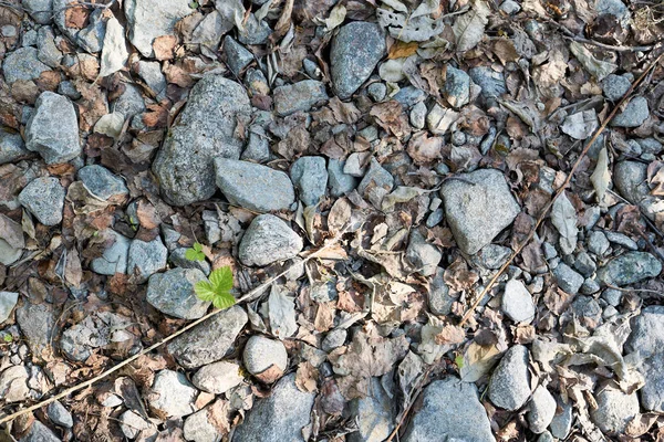 小さな石と若い芽をそれらの中に置く — ストック写真