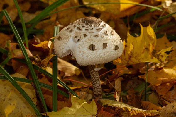 Mushroom umbrella in the autumn forest near the city of Samara