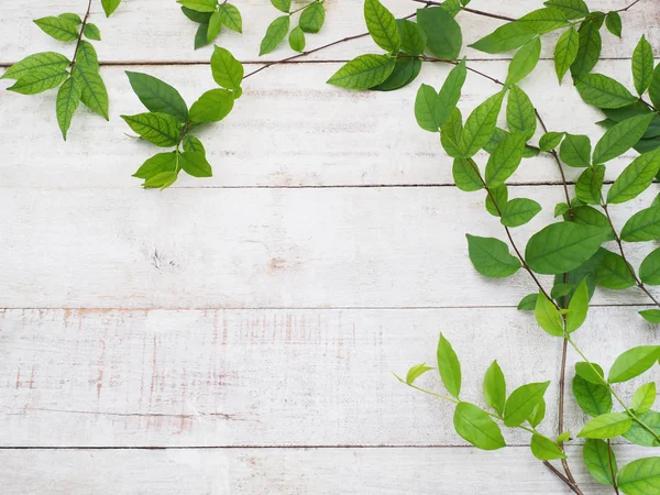 Nahaufnahme Schlingpflanzen Grüne Blätter Auf Weißem Vintage Holz Sommer Oder — Stockfoto