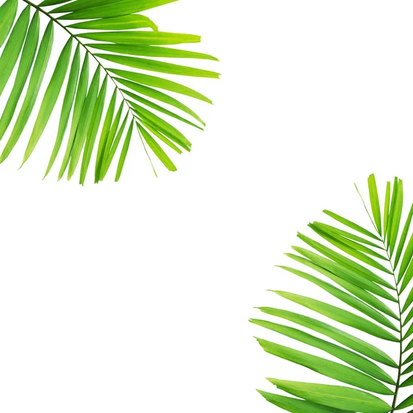 Tropisch Groene Palm Bladeren Geïsoleerd Witte Achtergrond — Stockfoto