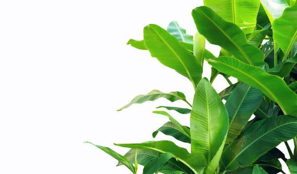 白い背景に分離したバナナの葉を閉じます 熱帯の緑の木 — ストック写真