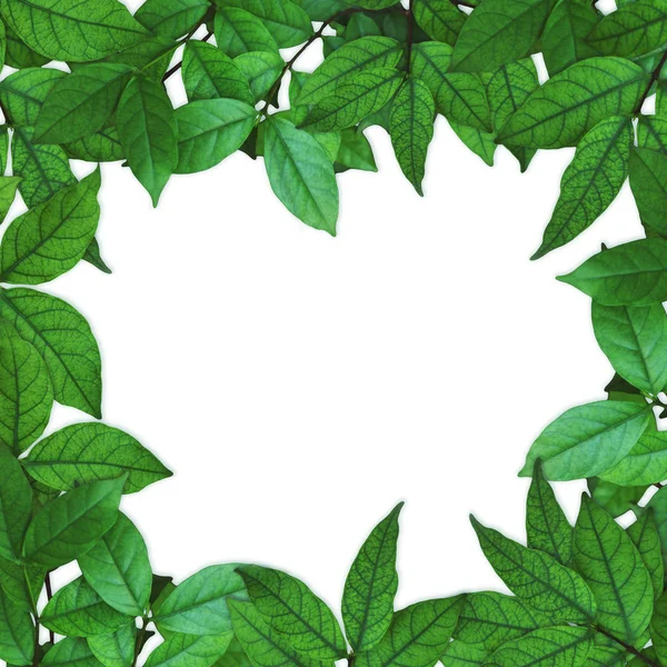 Close Green Leaves Frame Isolated White Springtime Summer Background — Stock Photo, Image