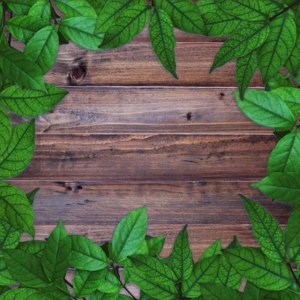 Close Green Leaves Frame Isolated Dark Brown Wood Springtime Summer — Stock Photo, Image