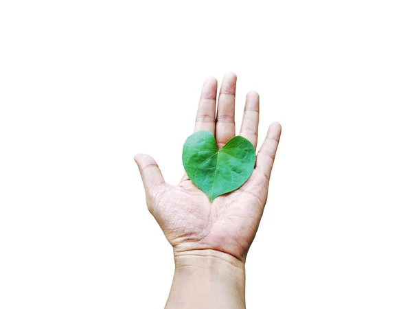 Heart Shaped Leaf Hand Isolated White Background — Stock Photo, Image