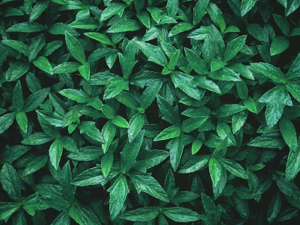 Schließen Tropische Grüne Blätter Mit Wassertropfen Sommergarten Natürliche Muster Hintergrund — Stockfoto