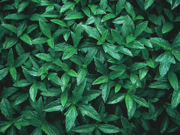 Close Tropical Green Leaves Water Drops Summer Garden Natural Pattern — Stock Photo, Image