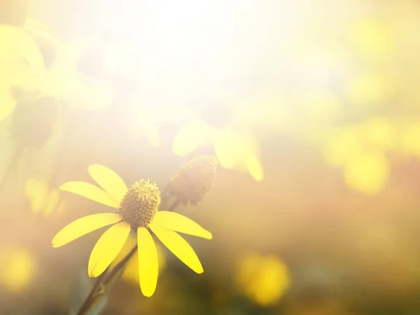 Cerrar Pequeña Flor Amarilla Floreciendo Por Mañana Con Efecto Filtro — Foto de Stock