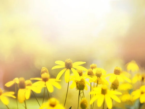 Close Small Yellow Flower Blooming Morning Vintage Filter Effect Soft — Stock Photo, Image