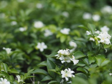 Yeşil yaprakları ile küçük beyaz çiçek (turuncu Yasemin bitki veya saten ahşap).