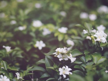 Küçük beyaz çiçek (turuncu Yasemin bitki veya saten ahşap) yeşil yaprakları, vintage filtre efekti.
