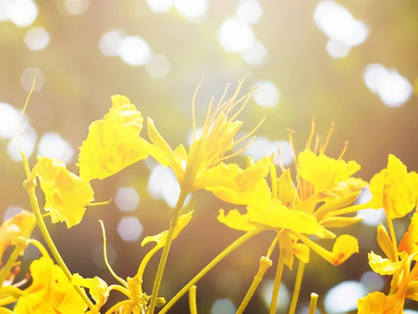 Close Yellow Peacock Flowers Sunrise Park Soft Style — Stock Photo, Image