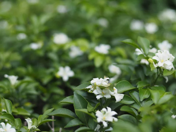 Yeşil yaprakları ile küçük beyaz çiçek (turuncu Yasemin bitki veya saten ahşap).