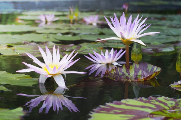 Mooie Paarse Waterlelie Groene Bladeren Met Reflectie Vijver — Stockfoto