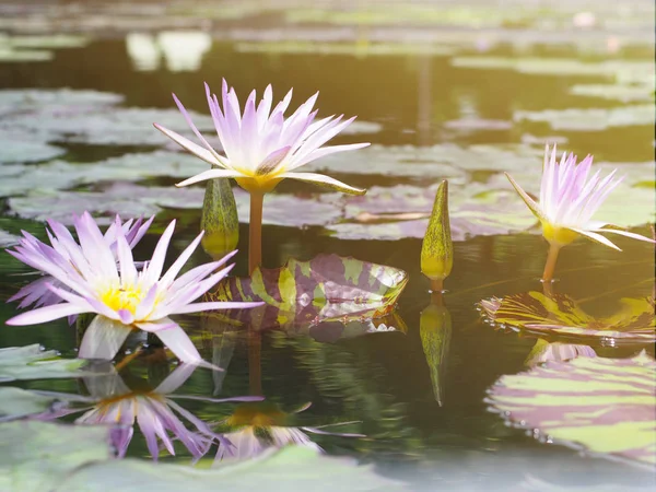 Beaut1Ful Purple Water Lily Green Leaves Reflection Pond — Stock Photo, Image