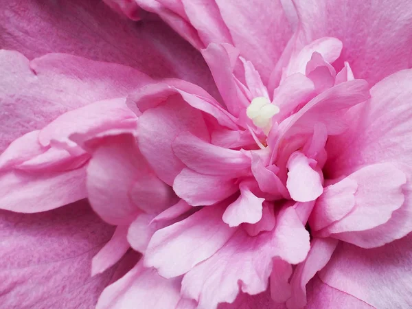 Εσωτερικη Απαλά Ροζ Πέταλα Λουλούδι Ιβίσκου — Φωτογραφία Αρχείου