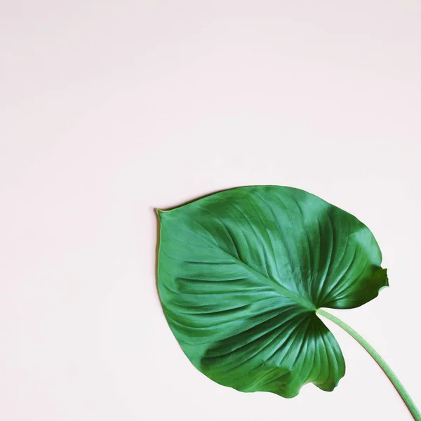 Folhas Verdes Tropicais Plantam Fundo Rosa Pastel Com Espaço Cópia — Fotografia de Stock