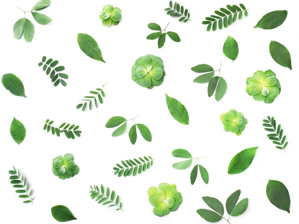 Крупним Планом Візерунок Тропічного Зеленого Листя Білому Тлі Весни Або — стокове фото