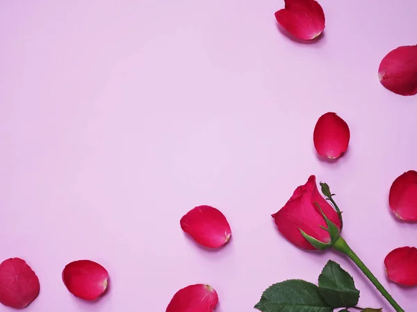 Cierre Rosas Rojas Con Pétalos Sobre Papel Rosa Copie Espacio —  Fotos de Stock