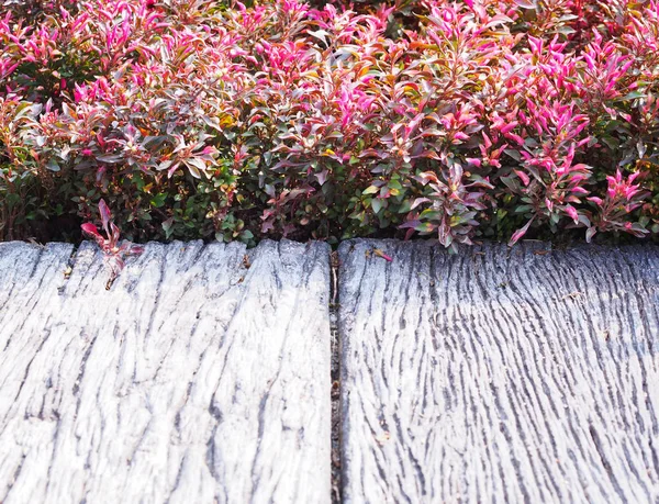 Close up wooden plank footpath and red small plant on the ground in the garden for colorful nature background.