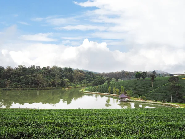 Zielona Herbata Dziedzinie Błękitne Niebo Jezioro Północnej Tajlandii Sezon Wiosenny — Zdjęcie stockowe
