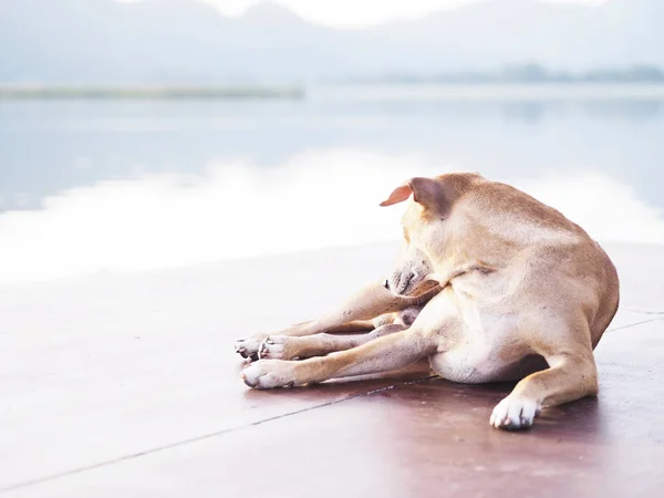 Close Brown Dog Short Hair Laying Brown Floor Pier Nearby — Stock Photo, Image