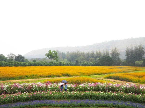 Prado Flores Coloridas Céu Branco Fundo Natural Primavera Campo Verão — Fotografia de Stock