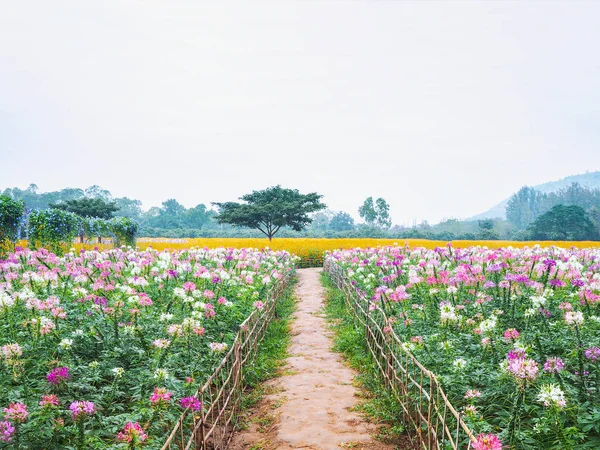 Természetes Gyalogút Bambusz Kerítés Cleome Nemzetség Spinosa Virágok Mezővel Nyáron — Stock Fotó