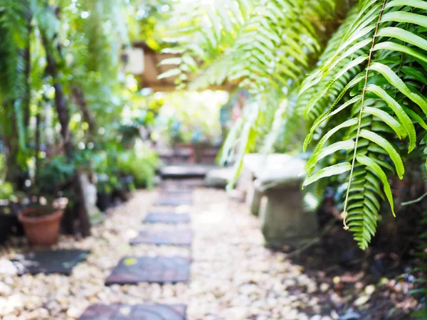 Feuille Fougère Verte Tropicale Décoration Jardin Été Avec Lumière Soleil — Photo