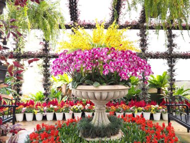 Güzel bahçe dekorasyon bahar ya da yaz sezonu için. Mor orkideler ve saksı glasshouse adlı çeşitli tropikal bitki.