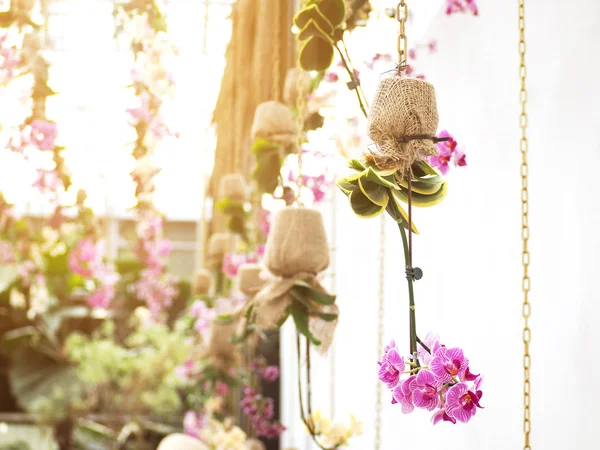 Fioletowy Storczyki Opakowaniu Garnek Kwiat Przez Płótnie Wisi Nad Białe — Zdjęcie stockowe