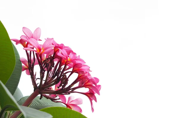 Plumeria Rosa Flores Frangipani Aisladas Sobre Fondo Blanco Con Espacio — Foto de Stock