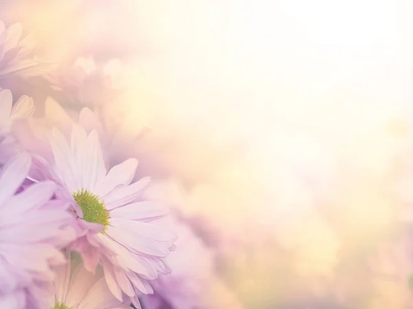 Lila Chrysanthemen Blumen Wiese Weichen Stil Mit Kopierraum Für Frühling — Stockfoto