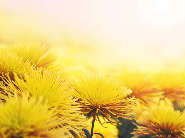 Yellow Chrysanthemum Flowers Meadow Full Bloom Copy Space Spring Summer — Stock Photo, Image