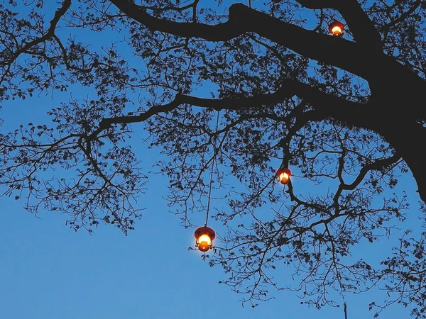 Silhouet Boomtakken Hangende Lampen Boven Donker Blauwe Dramatische Hemel Voor — Stockfoto