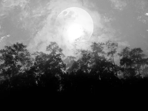 Silhouette Tree Branches Dark Blue Dramatic Sky White Moon Halloween — Stock Photo, Image