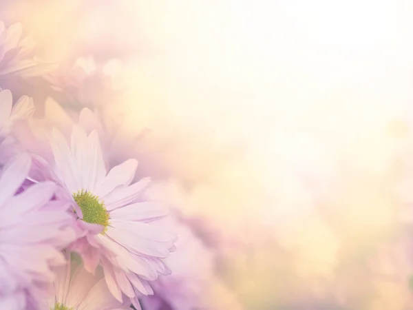 Purple Chrysanthemum Flowers Meadow Soft Style Copy Space Spring Summer Stock Image