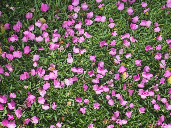 Roze Bloemen Van Bougainvillea Bladeren Laten Vallen Gras Lente Zomer — Stockfoto