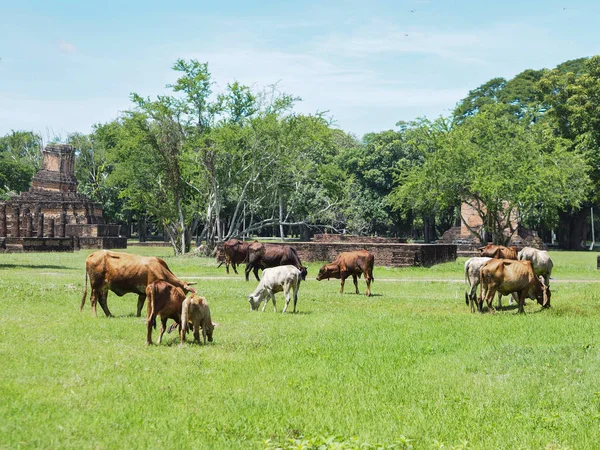 Wit Bruin Koeien Eten Gras Het Veld Satchanalai Historische Park — Stockfoto