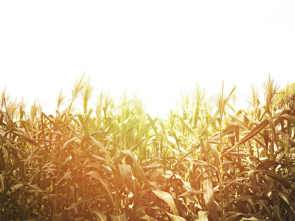 Maisfeld Bei Sonnenuntergang Mit Kopierraum Filtereffekt — Stockfoto