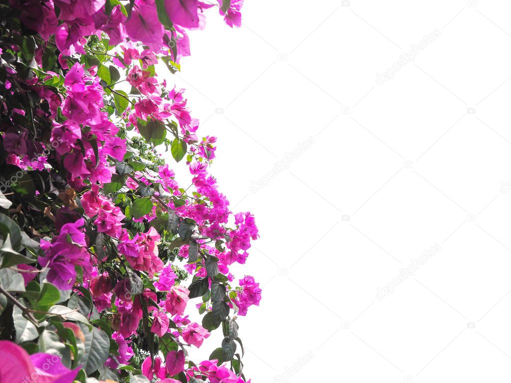 Close up pink Bougainvillea flower and green leaves at sunny day isolated on white background