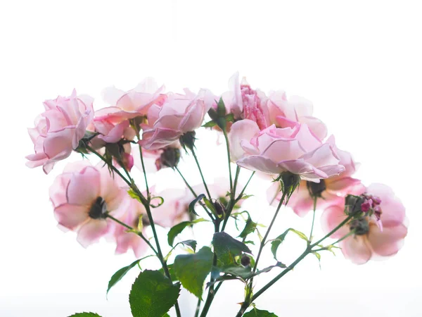 Cierre Rosas Rosadas Sobre Fondo Blanco Ramo Flores Para San —  Fotos de Stock